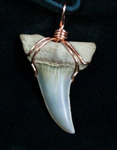 Curved Fossil Mako Tooth Necklace #4699